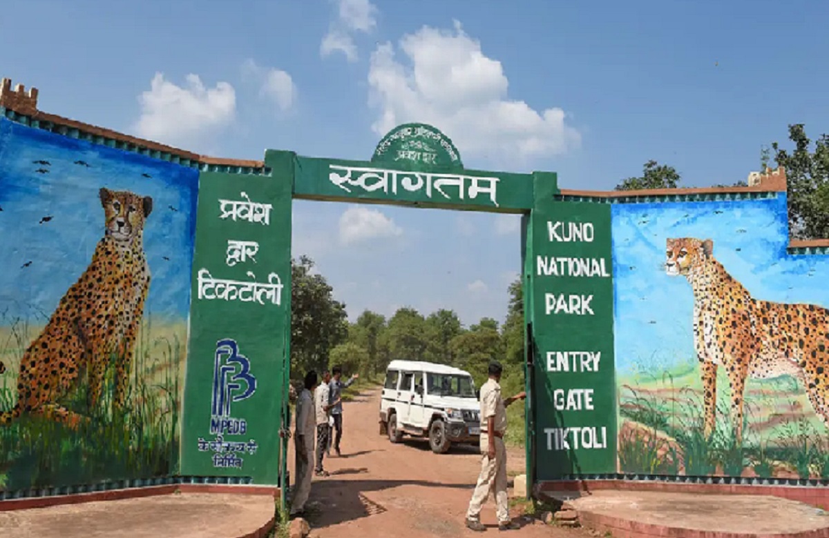 Bhopal News: कूनो नेशनल पार्क में मादा चीता धात्री की मौत, डब्ल्यू आईआई के एक्सपर्ट आज जाएंगे पार्क
