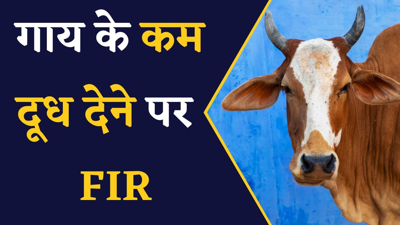 Chhattisgarh में अजीब घटना, गाय के कम दूध देने पर FIR की मांग | CG Latest News | CG News Update
