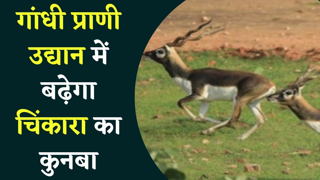 Gwalior Zoo : शहरवासियों के लिए खुशखबरी, अब चिडिय़ाघर में आएंगे छह नए मेहमान