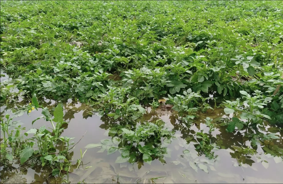 Morena News : बारिश के कहर से बढ़ी किसानों की चिंता, चौपट हुई फसलें, सरकार से लगाई मदद की गुहार