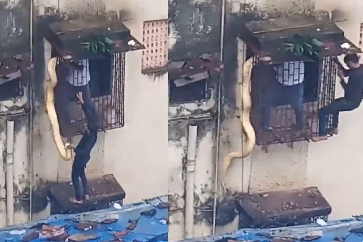Python Rescue Video: घर की खिड़की के बाहर लटक रहा था विशालकाय अजगर, दो बहादुर व्यक्तियों ने किया रेस्क्यू, देखें वीडियो