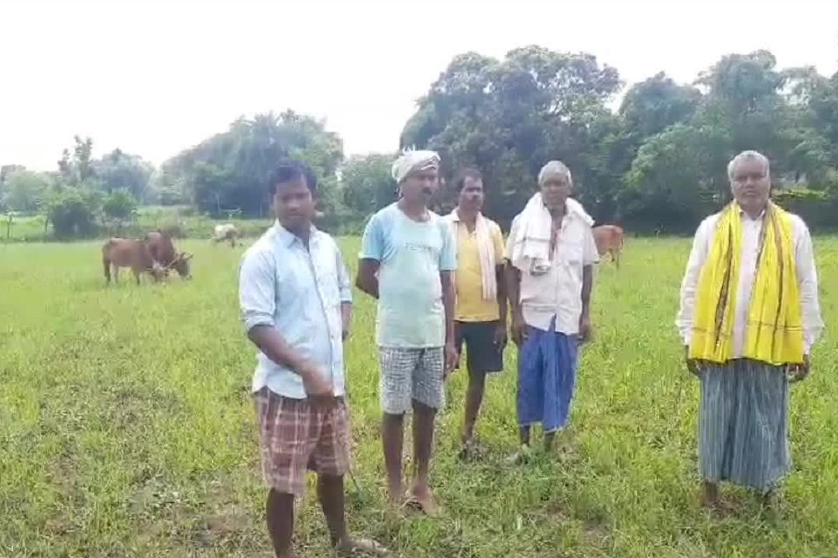 Dhamtari News: मानसून की बेरूखी ने तोड़ी किसानों की कमर, सूखे की मार झेल रहे किसान मवेशियों को चरा रहे फसल