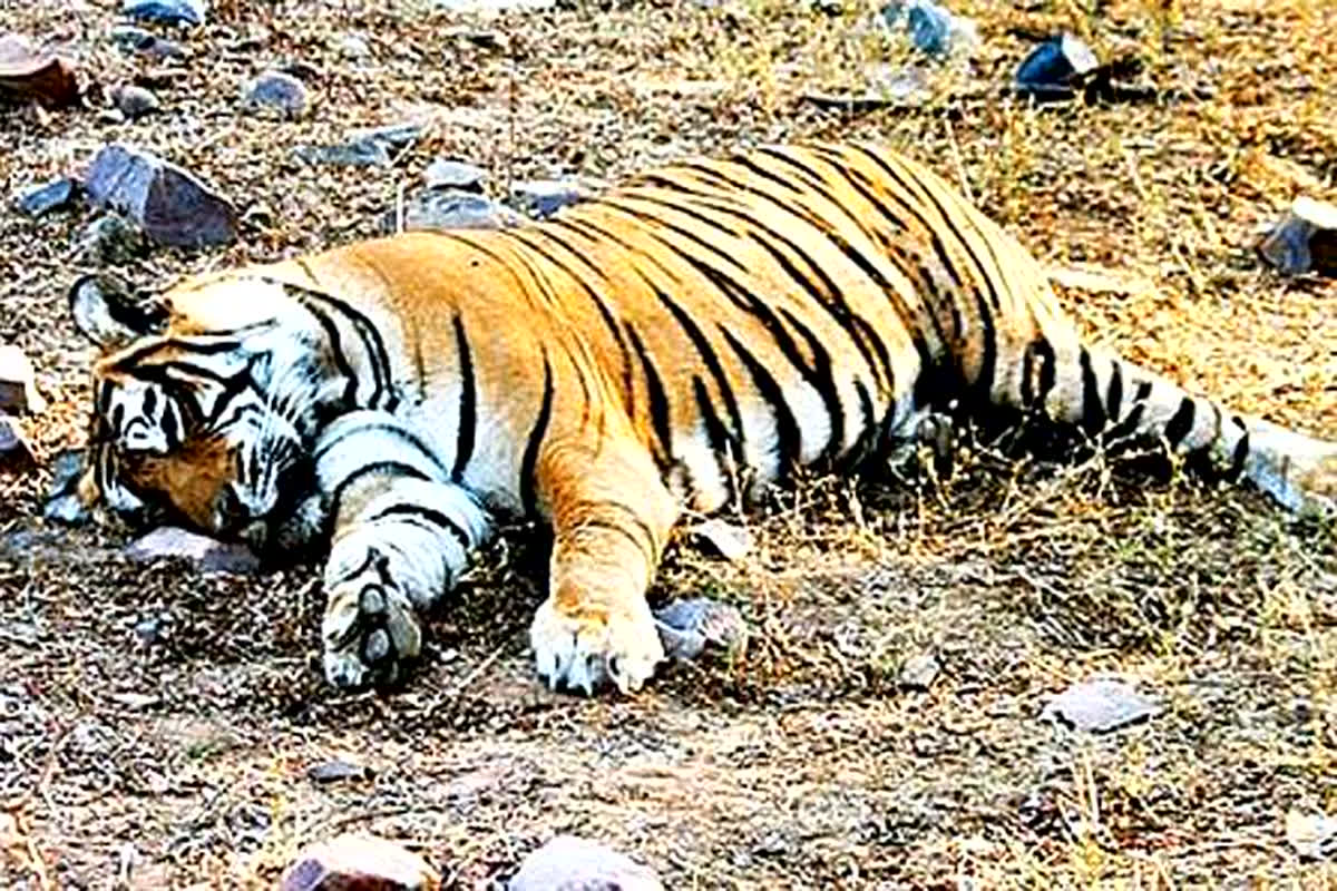 Tiger Died in Bandhavgarh: नहीं थम रहा बाघों की मौत का सिलसिला, आज मिला एक और बाघिन का शव