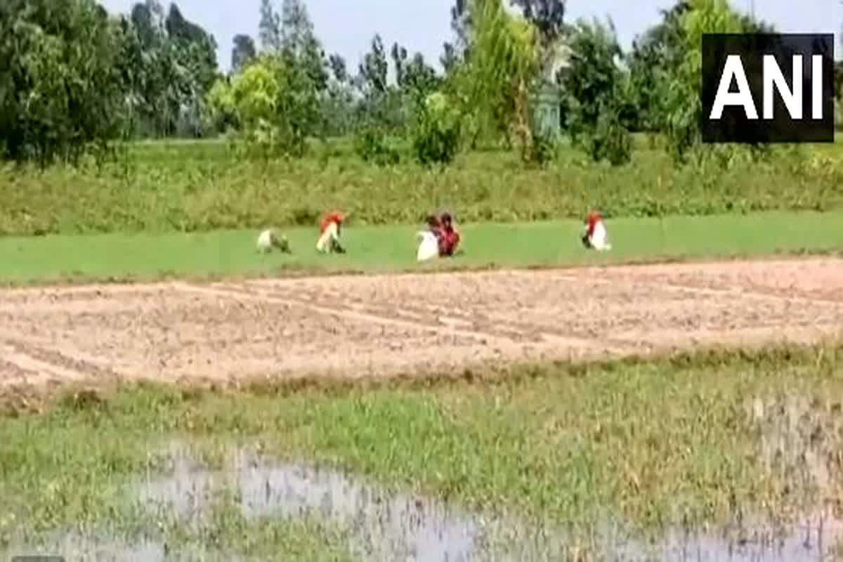 UP Weather Update : भारी बारिश के बाद खेतों में भरा पानी, धान और सब्जियों की फसलें बर्बाद, डीएम ने दिए सर्वेक्षण के आदेश
