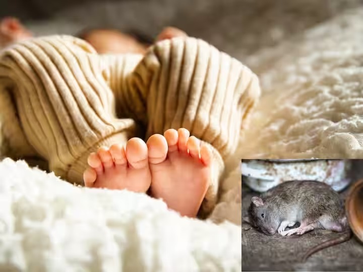 Indiana Boy Eaten Alive By Rats: 6 दिल दहला देने वाला मामला…! 6 महीने के बच्चे को जिंदा खा गए चूहे,  मजे से सोते रहे मां बाप, पढ़ें पूरा मामला