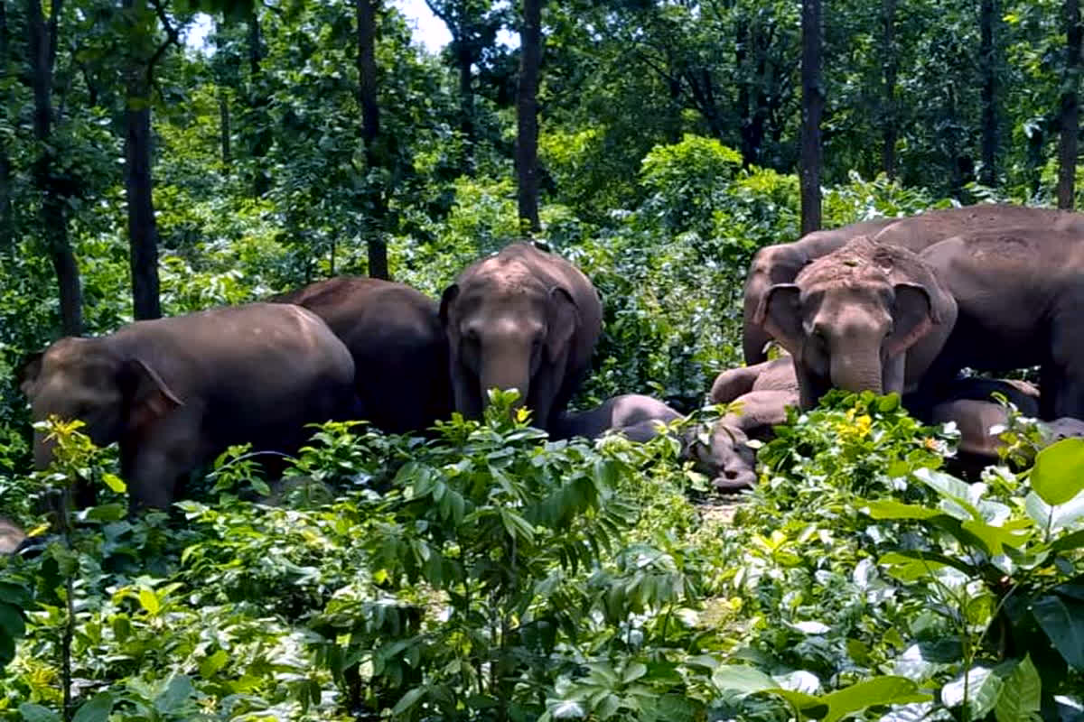Elephant Alerts App: ‘सावधान..! हाथियों का दल गांव की ओर आ रहा है’ गांव में हाथी आने से पहले ग्रामीणों के मोबाइल पर आएगा फोन
