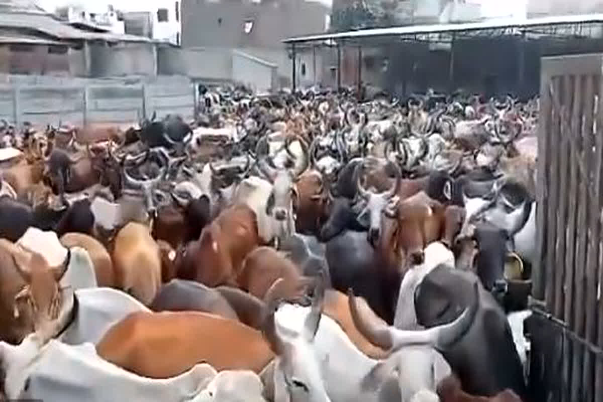 Shocking video of cow shed : गाय के नाम राजनीति करने वालों को नहीं है गौ माता की परवाह, कांग्रेस विधायक ने शेयर किया चौकाने वाला वीडियो