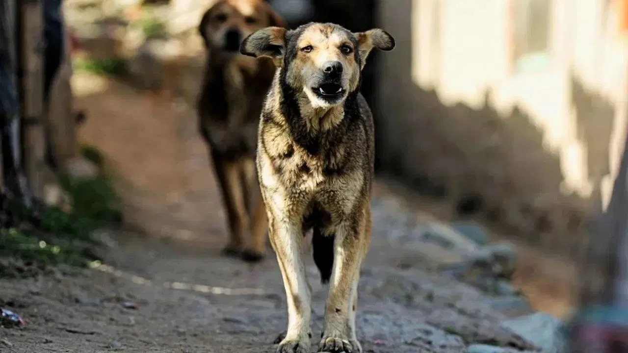 Bhopal News: राजधानी में आवारा कुत्तों की दहशत, इंसानों के साथ जानवरों को भी बना रहे शिकार