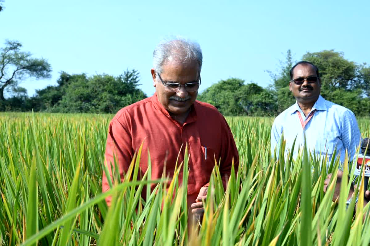 CG Dhan Bonus 2023: धान के बोनस को लेकर सीएम भूपेश बघेल का एक और बड़ा ऐलान, सुनकर खुशी से झूम उठेंगे किसान