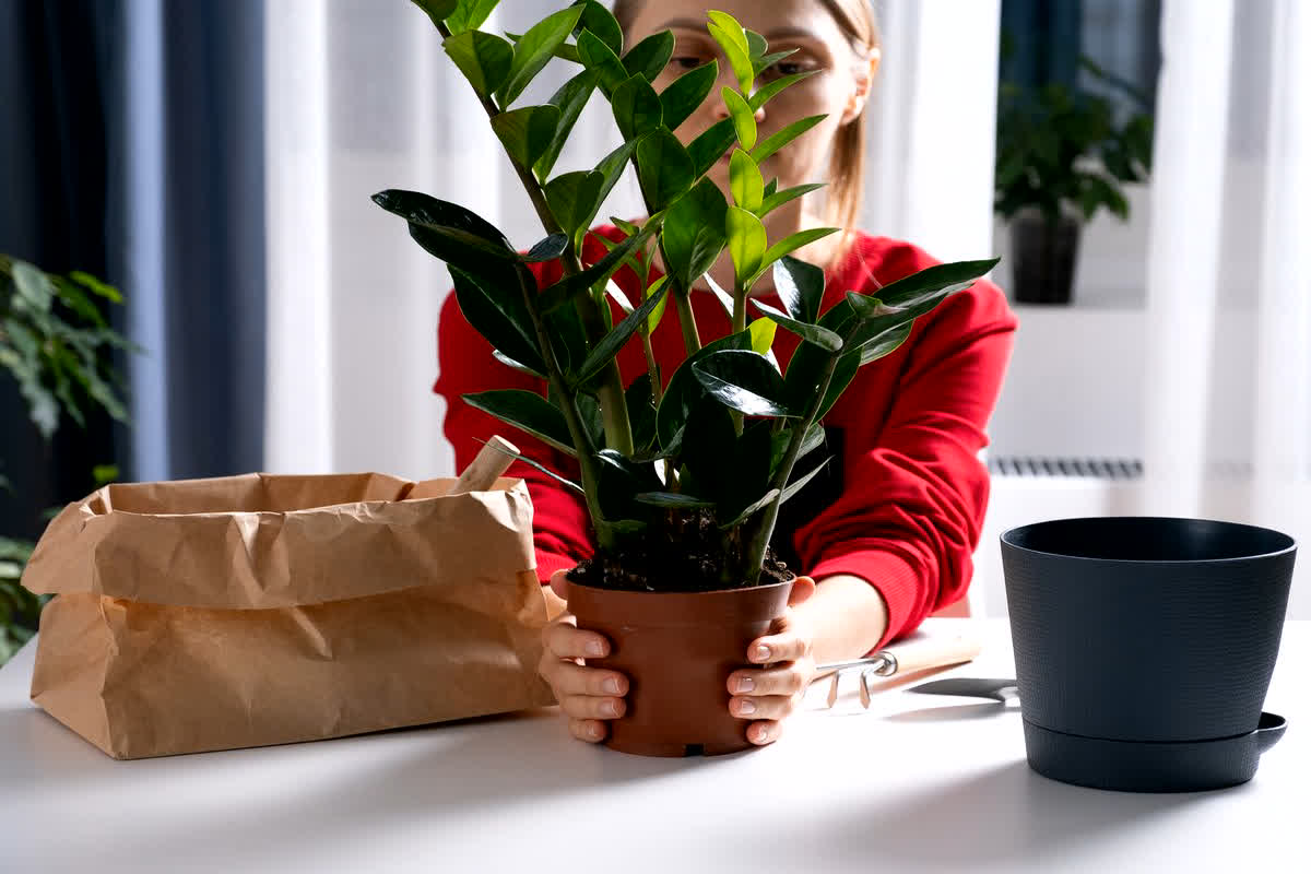 Lucky Plants For Home: घर में जरूर लगाएं ये भाग्यशाली पौधे, खुशियों से भर जाएगी जिंदगी, आर्थिक तंगी भी होगी दूर