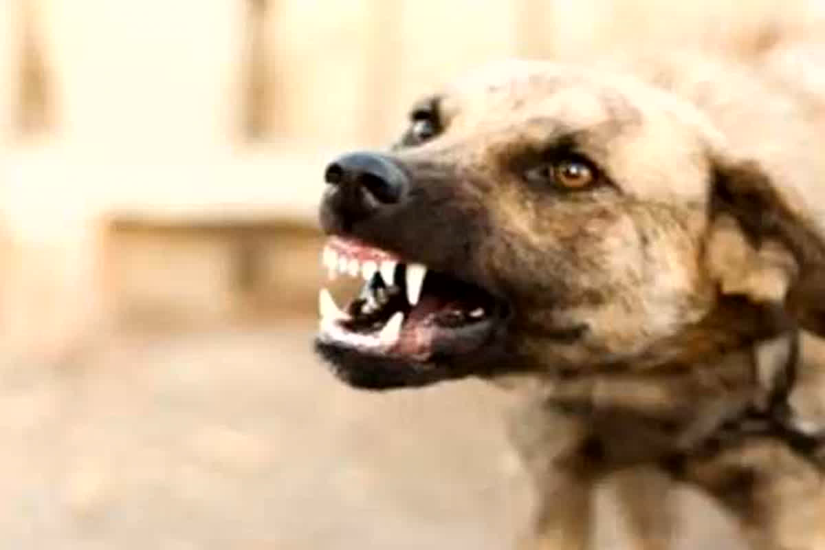 Terror of Dogs : राजधानी में कुत्तों का आतंक जारी, आज इतने लोगों को बनाया अपना​ शिकार