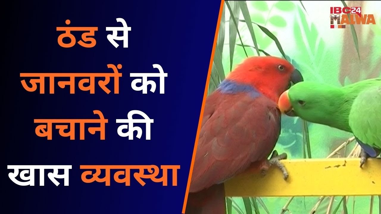 Indore News: ठंड के मद्देनजर इंदौर जू में कुछ ऐसे हैं जानवरों के लिए इंतजाम..