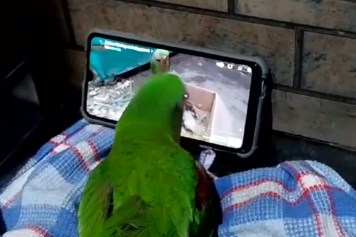 High Tech Parrot: Youtube Video की दिवानी थी मीनू, चोंच से खोल लेती थी मोबाइल का पासवर्ड, पूरे परिवार की लडली तोता दे गई गम