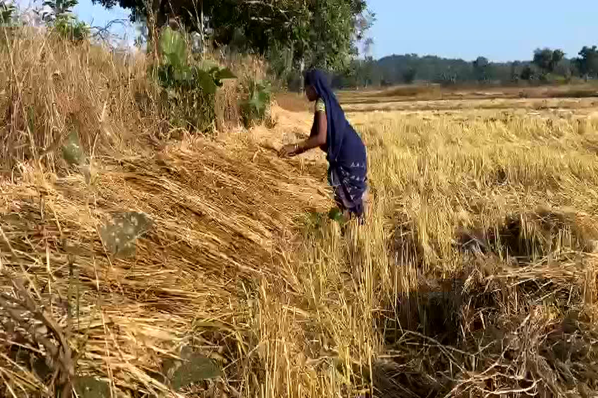 Pendra News: किसानों की मेहनत पर बेमौसम बारिश ने फेरा पानी, ज्यादातर फसलें हुई खराब, सताने लगी जीवनयापन की चिंता