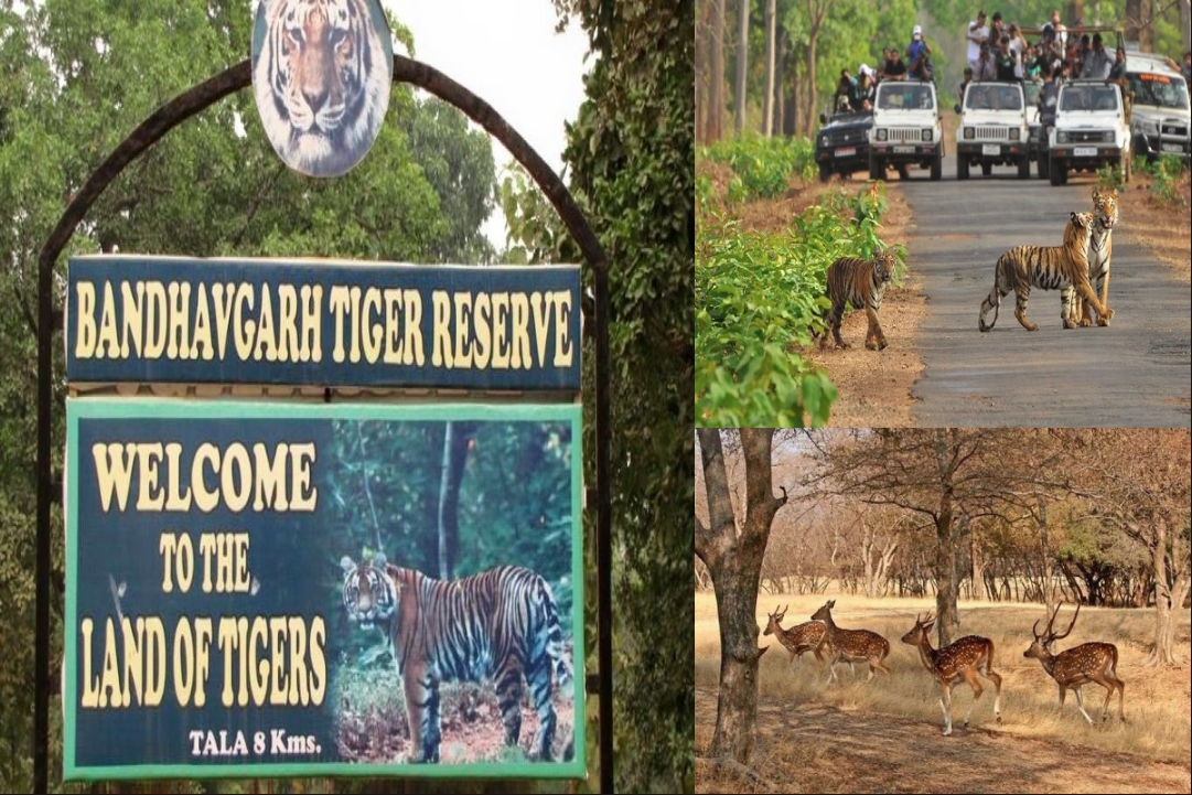 Bandhavgarh National Park : नए साल के स्वागत के लिए तैयार है बांधवगढ़ नेशनल पार्क, होटल और रिसॉर्ट में हुई 80 प्रतिशत तक बुकिंग, पर्यटकों का लगेगा जमावड़ा..
