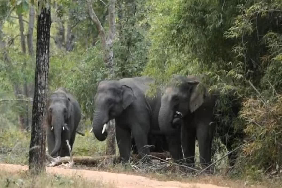 Elephant Terror in Jashpur: हाथियों के दल ने मचाया तांडव, कई घरों को पहुंचाया नुकसान, दहशत में आए लोग…