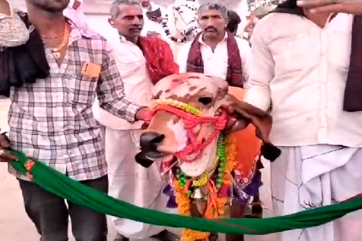 Anokhi Shadi: बैल बना दूल्हा तो दुल्हन बनी गाय, रीति रिवाज से संपन्न हुई दोनों की शादी