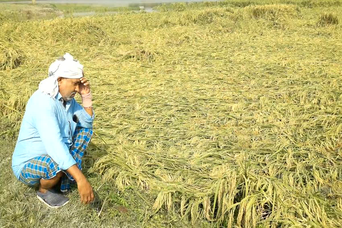 CG Weather Update: प्रदेश में बेमौसम बारिश ने बढ़ा दी किसानों की टेंशन, खेत-खलिहान में धान की फसलों को हो रहा भारी नुकसान