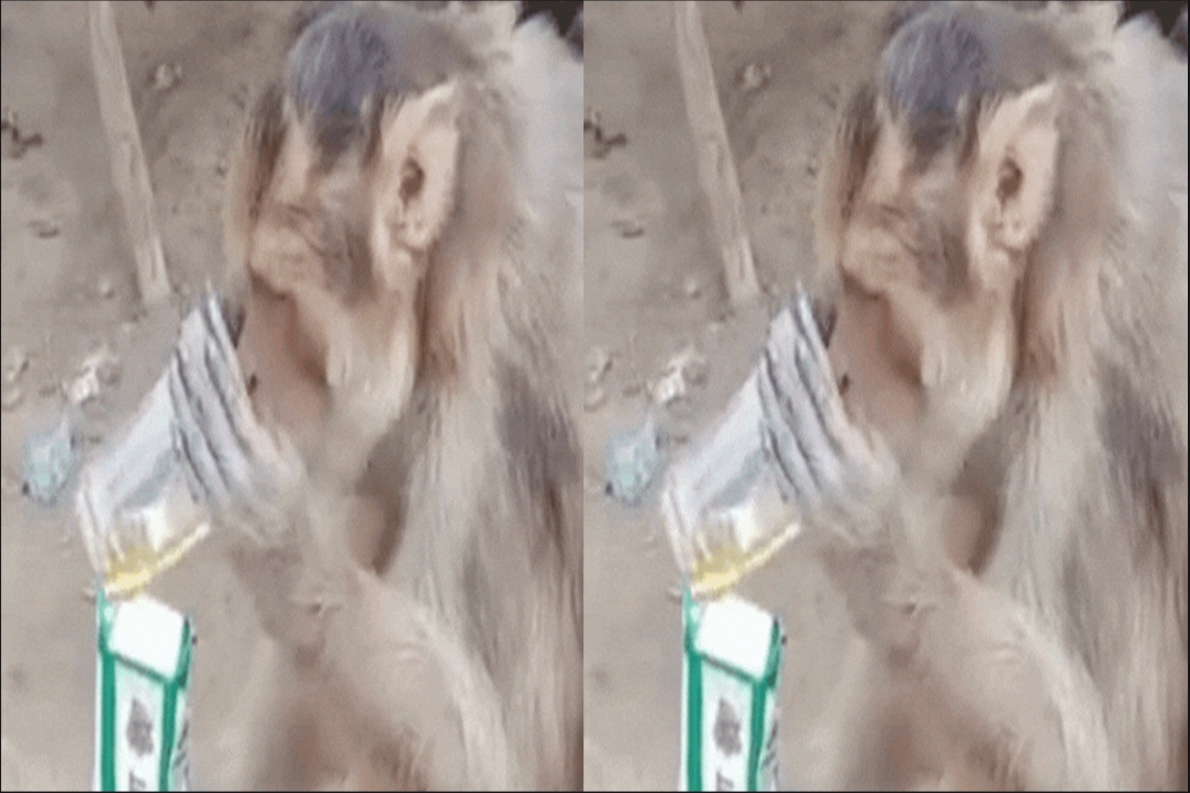 Drunken monkey Video :  ‘थोड़ी सी जो पी ली है’..! नशे में धुत दिखाई दिया बंदर, लगा रहा पैग पर पैग, जमकर वायरल हो रहा वीडियो..