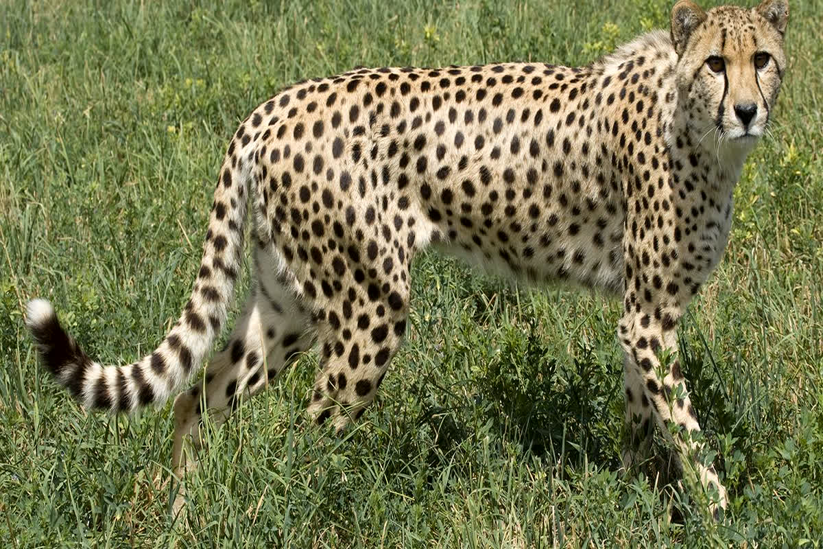 Cheetah ‘Shaurya’ Dies in Kuno Park: कूनो नेशनल पार्क से आई दुखद खबर, एक और नर चीते ने तोड़ा दम