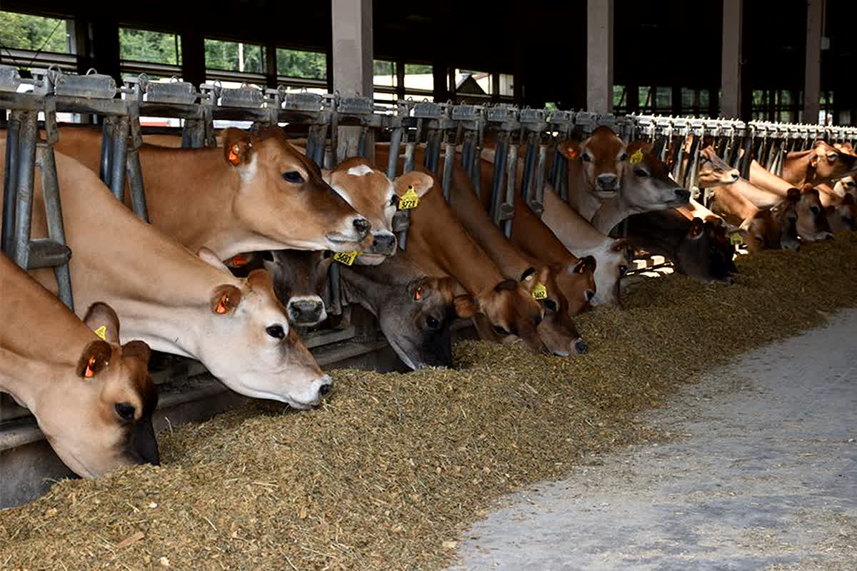 MP Dairy State: पशुपालकों के लिए खुशखबरी… प्रदेश के सभी जिलों में बनेंगे डेयरी स्टेट, पशुपालकों को विकसित प्लॉट देगा विभाग