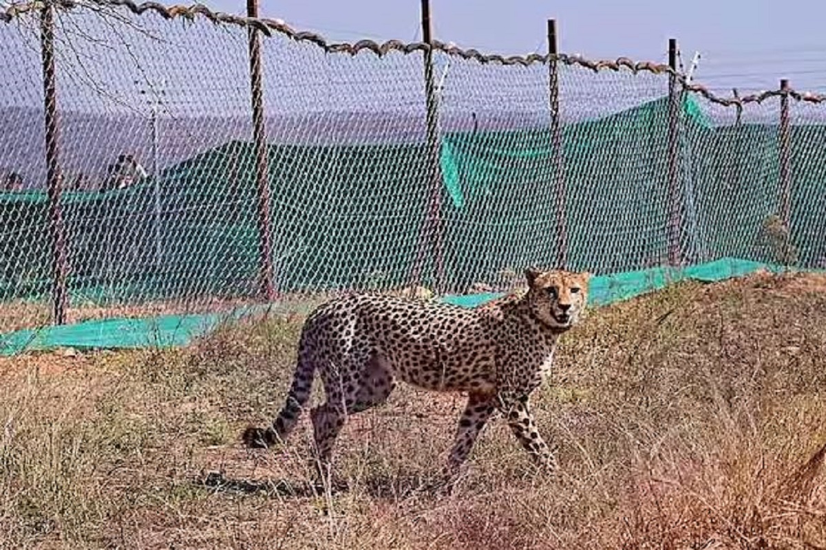 Kuno national park cheetah :कूनो नेशनल पार्क में अब तक 10 नामीबियाई चीतों की मौत, जानें अब कितने बचे?
