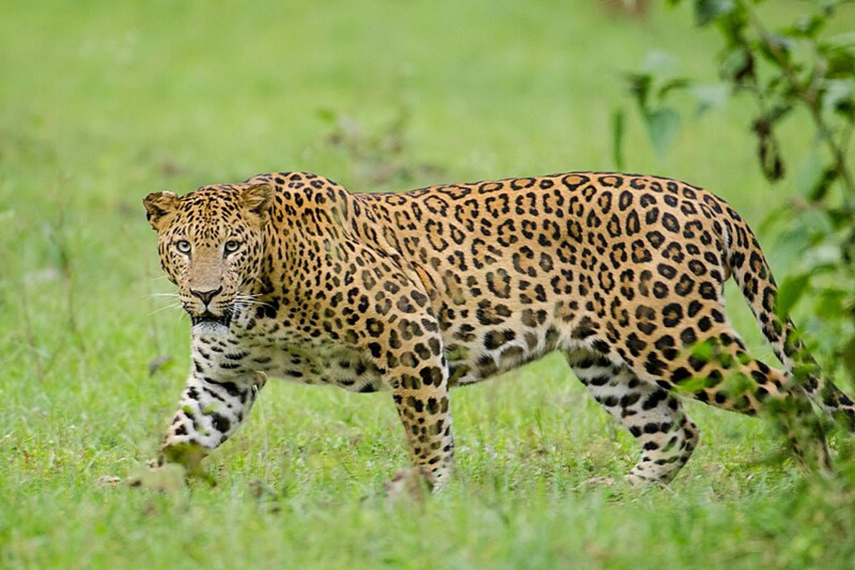 Panna Tiger Reserve : फिर तेंदुआ स्टेट बना मध्यप्रदेश, पन्ना टाइगर रिजर्व में पाए गए सबसे अधिक 573 तेंदुए
