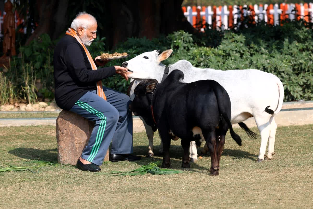 PM Modi Feed fodder To Cows: मकर संक्रांति के मौके पर पीएम मोदी ने अपने आवास पर गायों को खिलाया चारा, देशवासियों को दी शुभकामनाएं