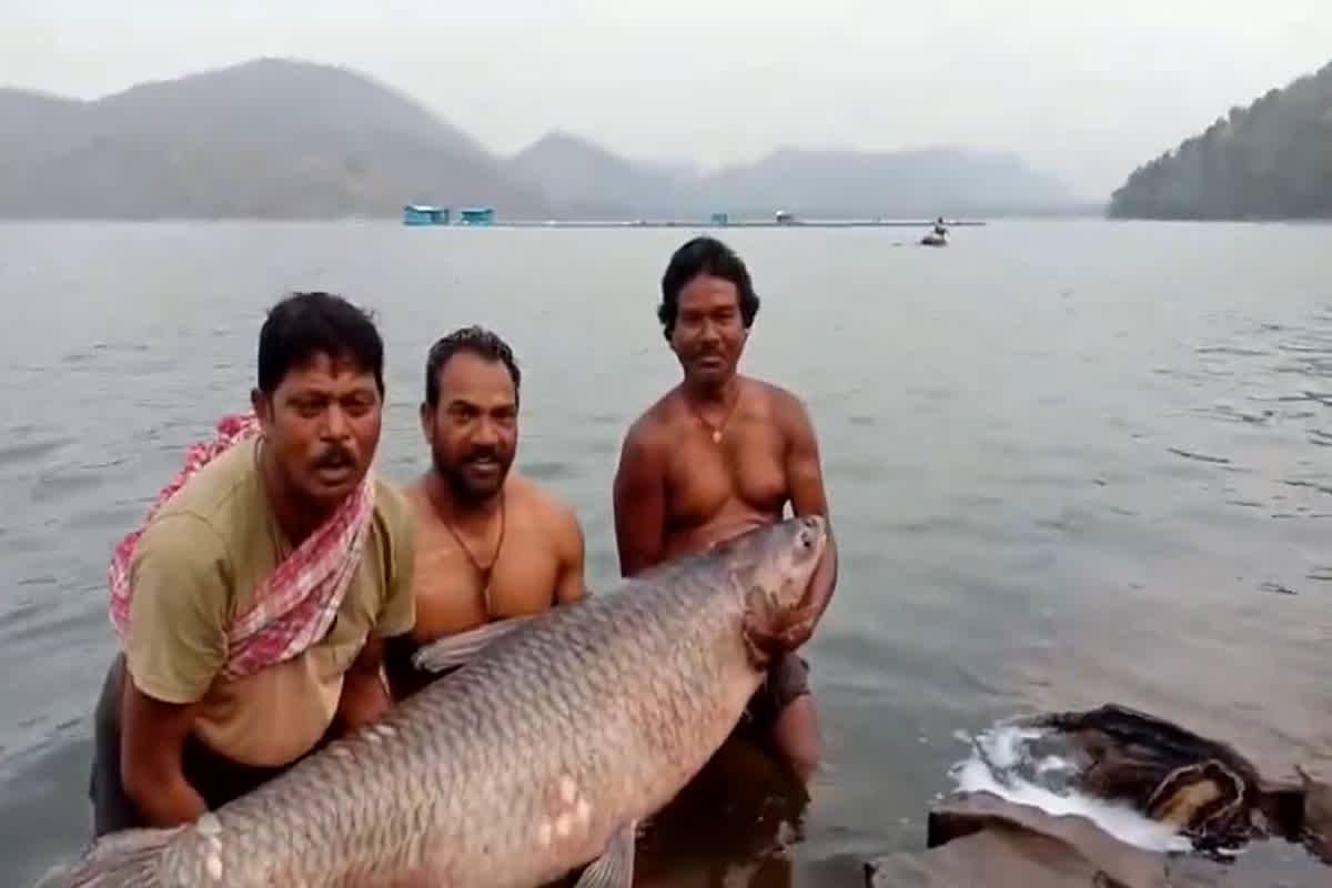 80 kg Fish Found in Saroda Dam: सरोदा जलाशय में मिली 80 किलो की मछली, देखने वालों की उमड़ी भीड़