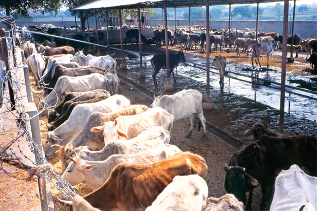 Alwar Beef Market : सैकड़ों गायों का कत्ल, मिलती थी घर पहुंच सेवा, अलवर की बीफ मंडी के खुलासे के बाद मचा हड़कंप