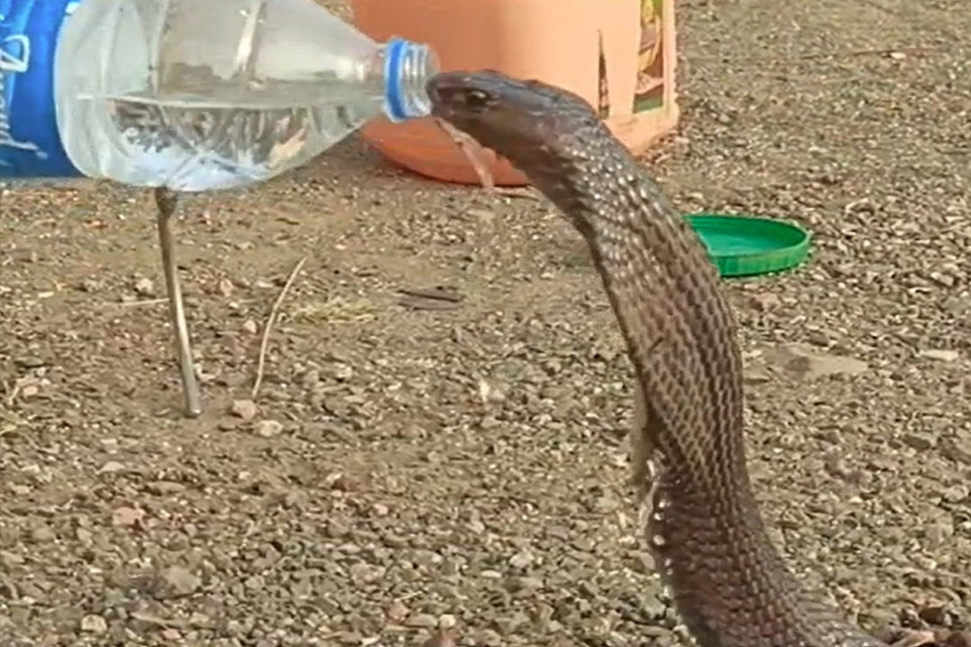 Cobra Snake Video Viral : क्या कभी आपने ऐसे पानी पीते हुए देखा है कोबरा को? सोशल मीडिया पर जमकर वायरल हो रहा ये वीडियो