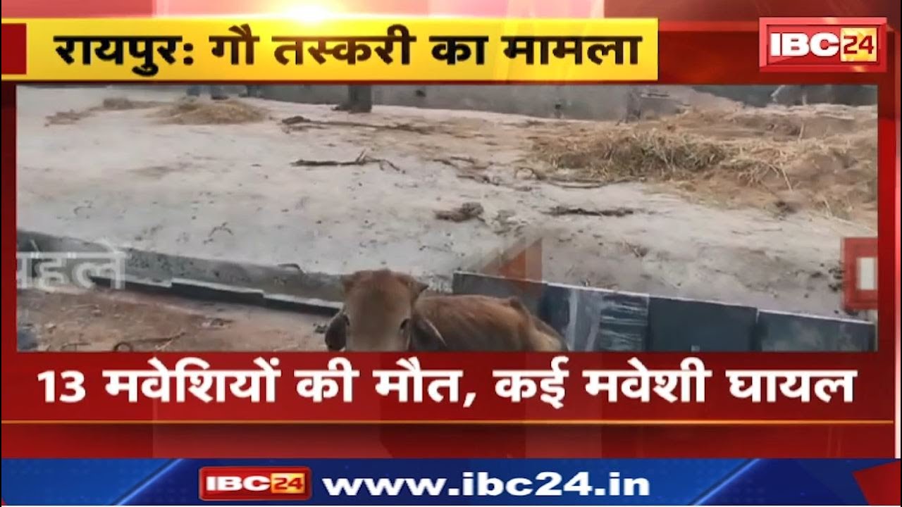 Cattle Smuggling in Raipur : गौ सेवकों ने पकड़ा गोवंशों से भरा कंटेनर | 13 की मौत, कई मवेशी घायल