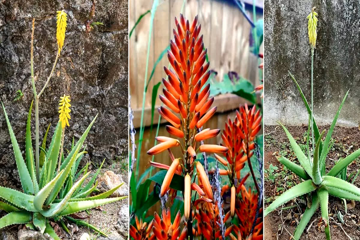 Lucky Plant: क्या आपके भी एलोवेरा में आते हैं फूल, तो आपको मिलेंगे ये शुभ संकेत…
