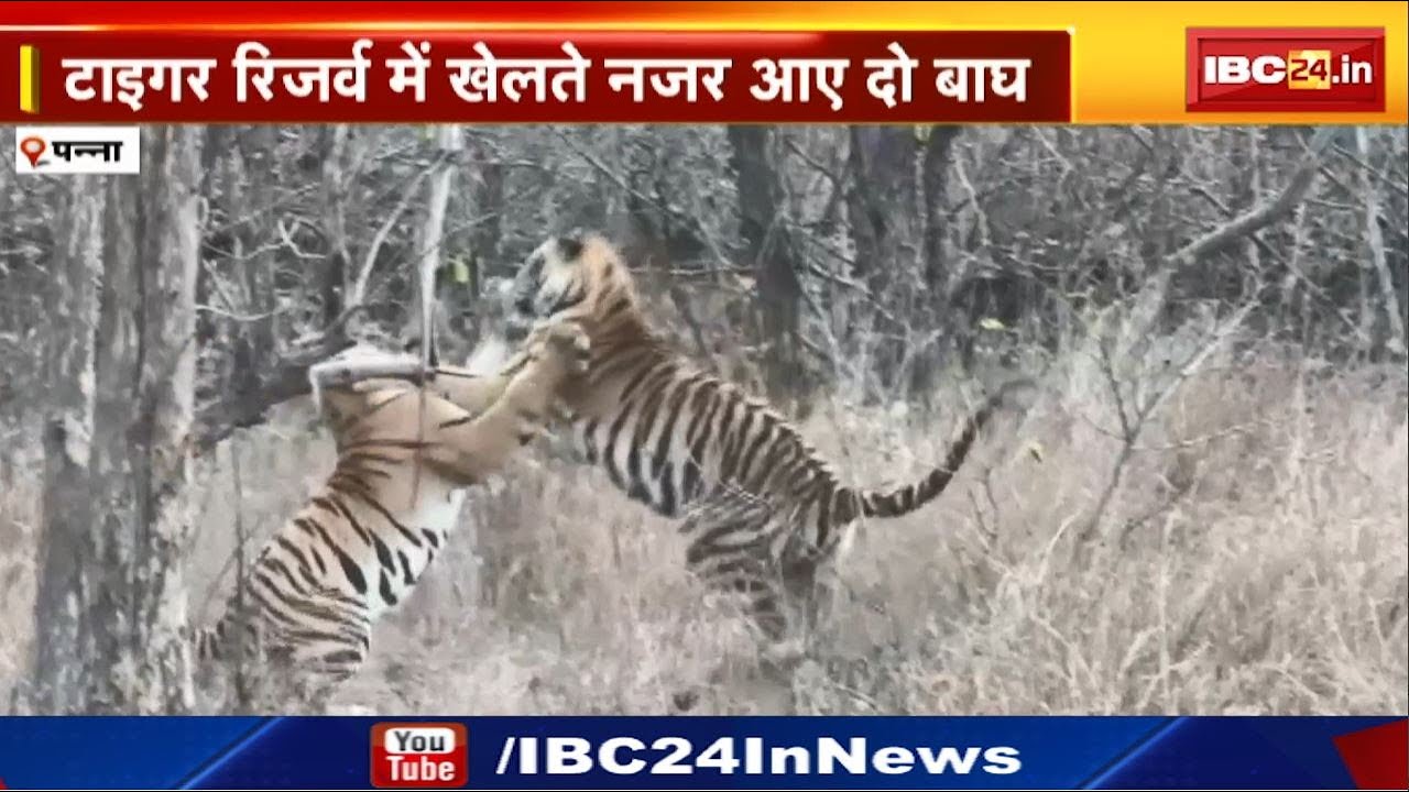 Panna Tiger Reserve : रोमांचित करने वाला वीडियो | दो बाघ इस अंदाज में आए नजर…देखिए Video