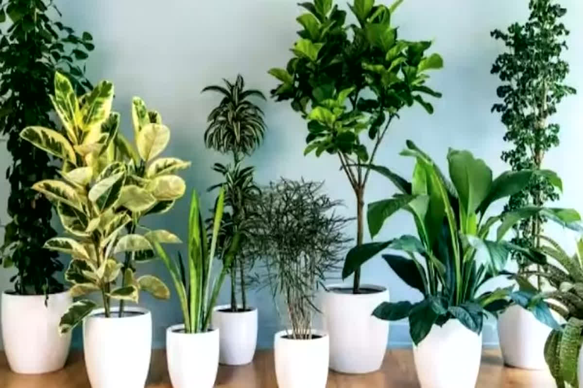 Unlucky Plants: घर में हैं ये पांच पौधे तो रुक सकती है आपकी तरक्की, भूलकर भी घर में न लगाएं…