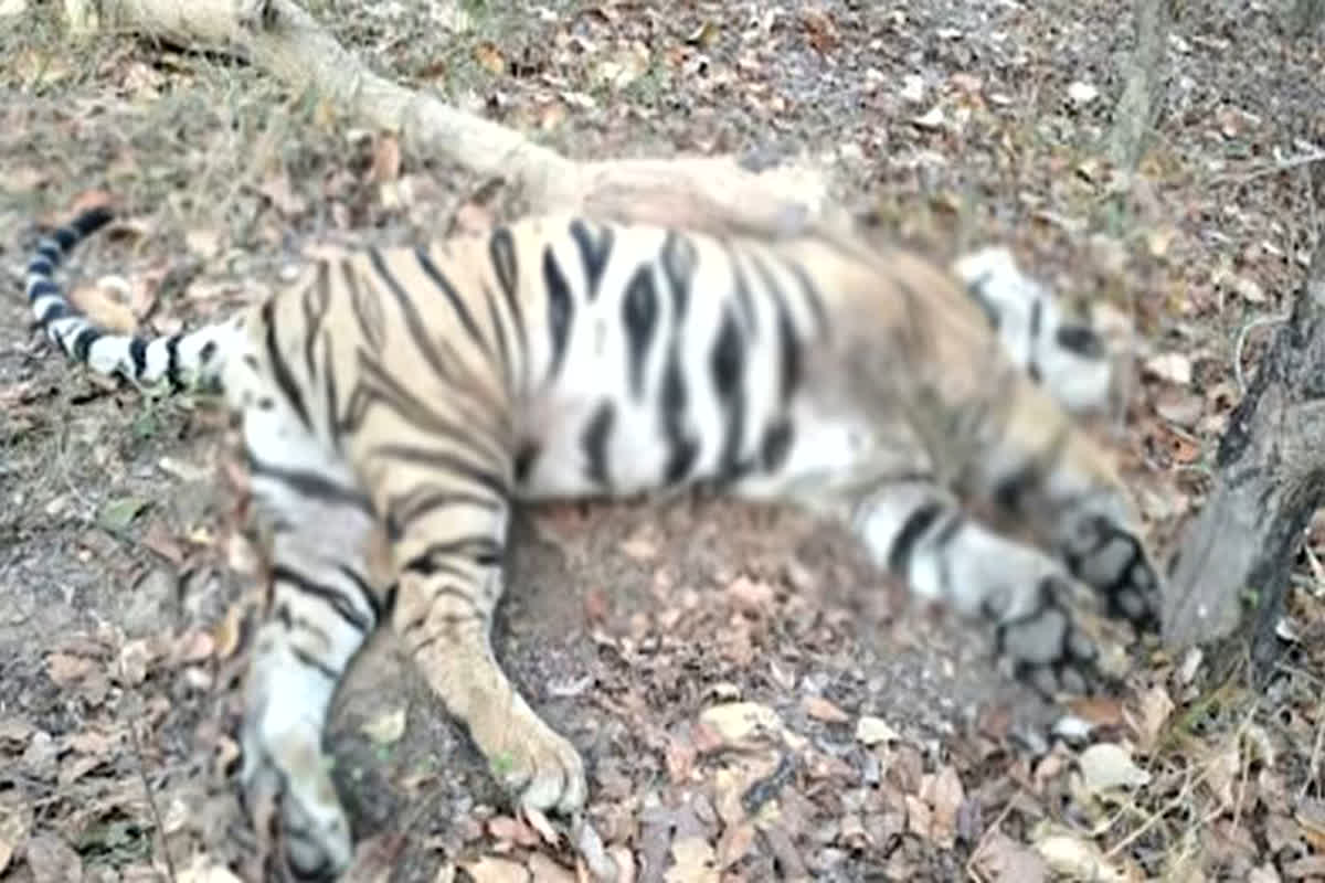 Tiger Dies In Bandhavgarh Tiger Reserve : बांधवगढ़ टाइगर रिजर्व में फिर एक बाघ की मौत, एक साल में 20 से ज्यादा बाघों ने गंवाई जान
