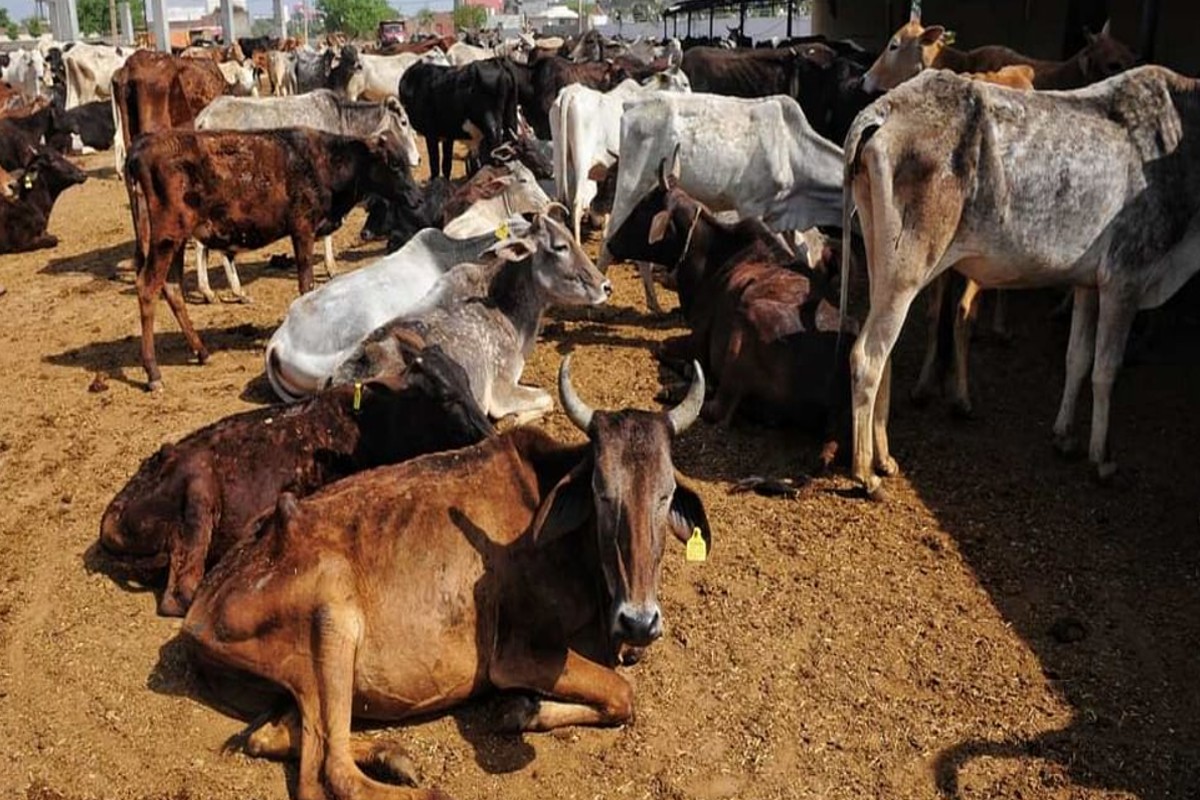 Case of death of cows in cow shed: गायों की मौत का मामला..! गौसेवकों ने गौशाला पर उठाए सवाल, कहा- खाने के लिए अच्छी व्यवस्था नही है