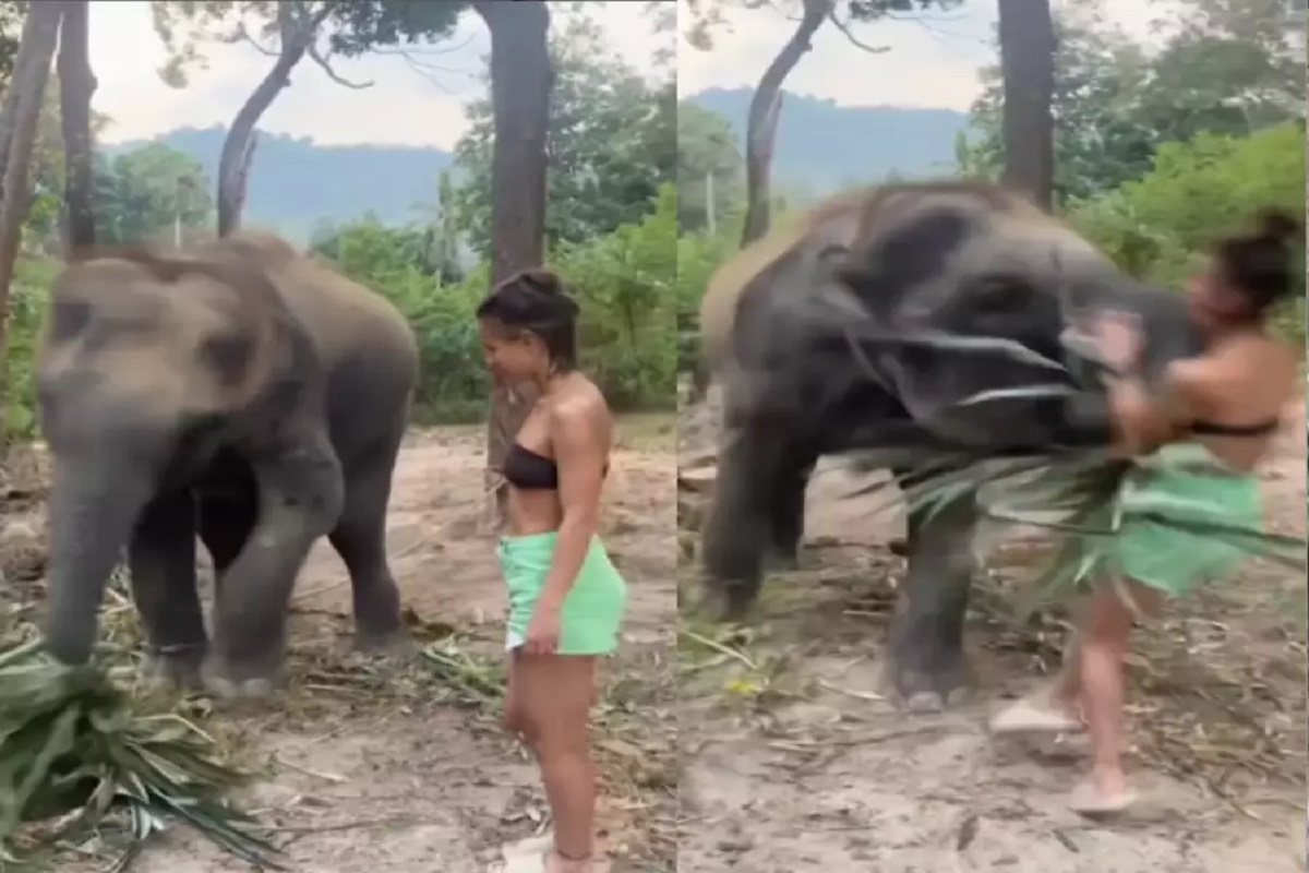 Elephant and Girl Viral Video : बीच जंगल में हाथी के साथ ऐसा काम कर रही थी लड़की, गजराज ने दिखाया अपना असली रूप तो याद आई नानी