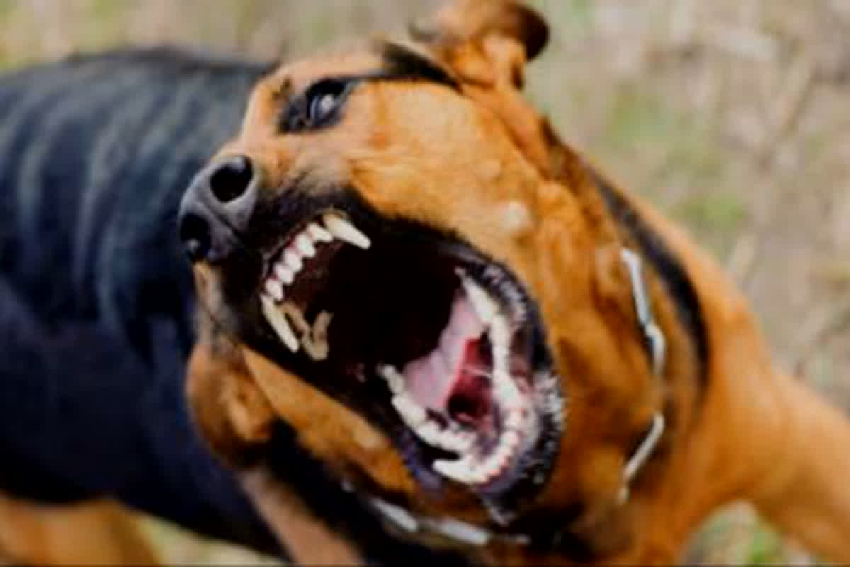 Terror Of Dogs: नहीं थम रहा कुत्तों का आतंक, पागल कुत्ते ने चार लोगों पर किया हमला, चारों व्यक्ति गंभीर रूप से घायल