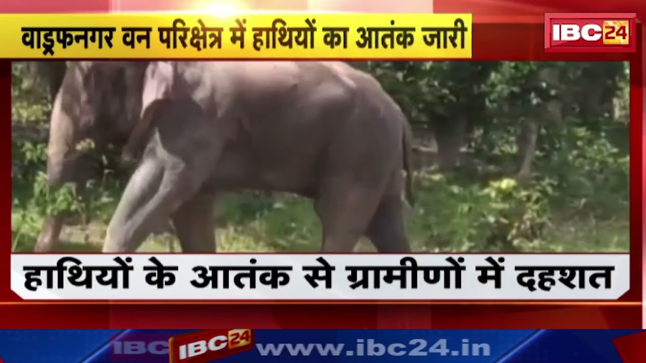 Elephant attack in Wadraf Nagar : हाथियों का आतंक जारी | कई एकड़ फसल को पहुंचाया नुकसान