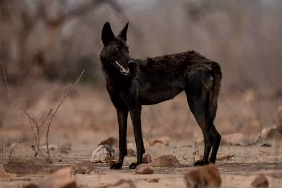 Black Wolf in Panna Tiger Reserve: पन्ना टाइगर रिजर्व में दिखे दुर्लभ काले भेड़िये, दुनिया में बेहद कम है इनकी आबादी, हैरान हुए लोग