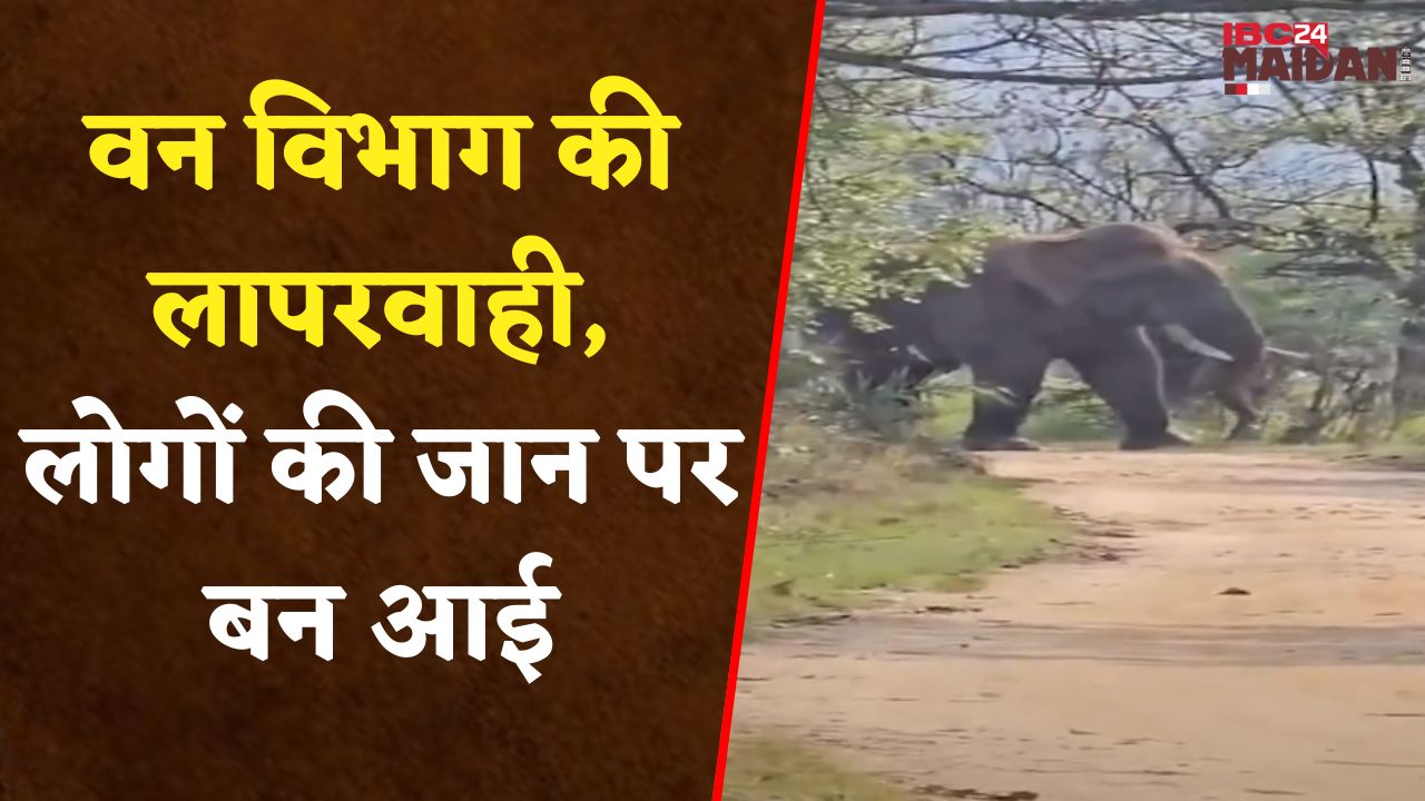 Sarangarh के वन क्षेत्र में इन दिनो हाथियों का आतंक जारी | हाथियों के डर से ग्रामीणों का जीना दूभर