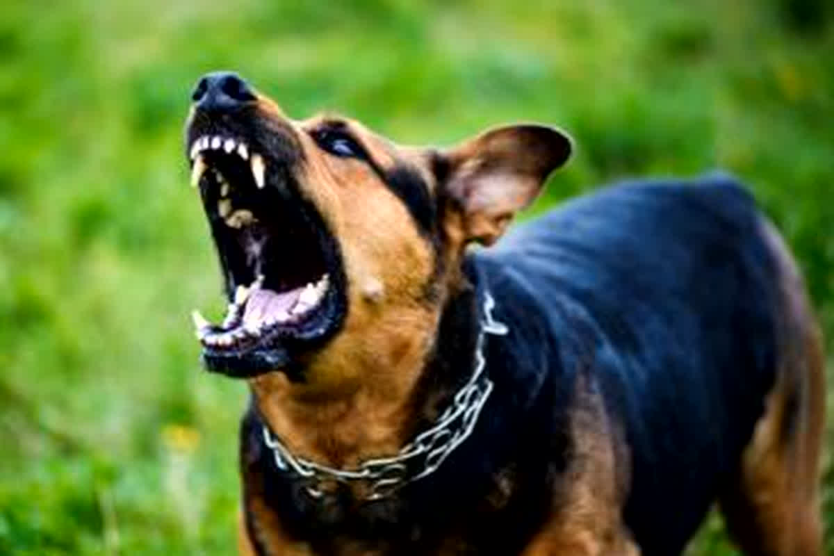 Dog Bite In Gwalior: शहर में आवारा कुत्तों का आतंक जारी, 24 घंटे में 207 लोगों को बनाया शिकार, जिला अस्पताल में बढ़ी मरीजों की संख्या