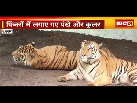 Indore Zoo News: बढ़ती गर्मी से जानवर परेशान। पिंजरों में लगाया गया कूलर-पंखा। देखिए..
