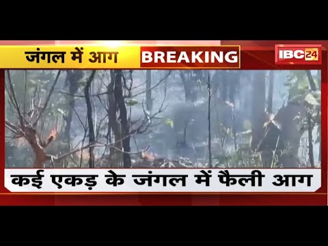 Wadraf Nagar Fire News : जंगल में लगी भीषण आग | जंगल के कई एकड़ में फैली आग | देखिए