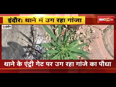 Indore News : थाना परिसर में गांजे का पौधा मिलने से मचा हड़कंप | देखिए