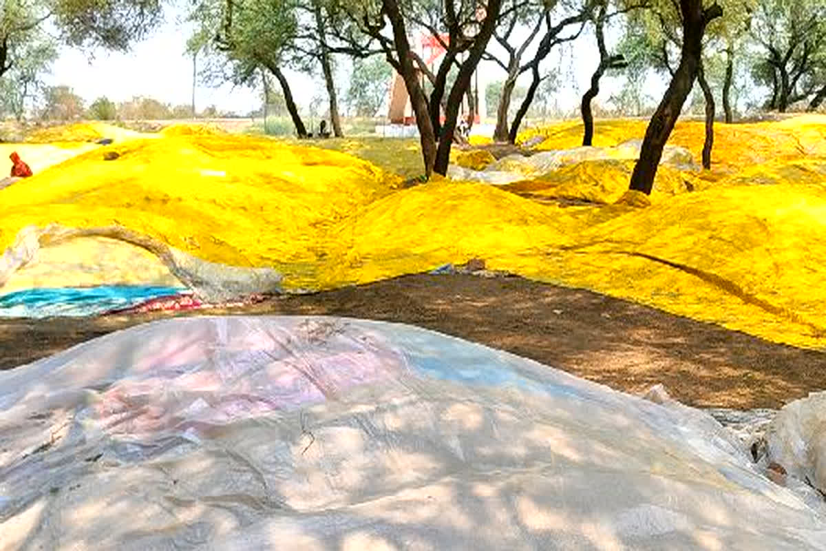 Jabalpur News: किसानों पर पड़ी मौसम की मार, बेमौसम बारिश से गेहूं की फसल खराब, किसानों के माथे में दिखी चिंता की लकीरें