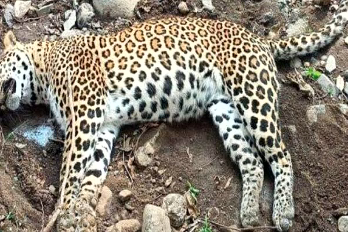 Leopard Death: खेत में लगाए गए फंदे में फंसकर तेंदुए की मौत, किसान हिरासत में…