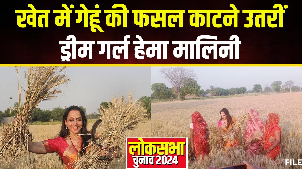 Hema Malini Viral Video: खेत में गेहूं काटती नजर आईं Dream Girl। मथुरा से प्रत्याशी हैं हेमा मालिनी