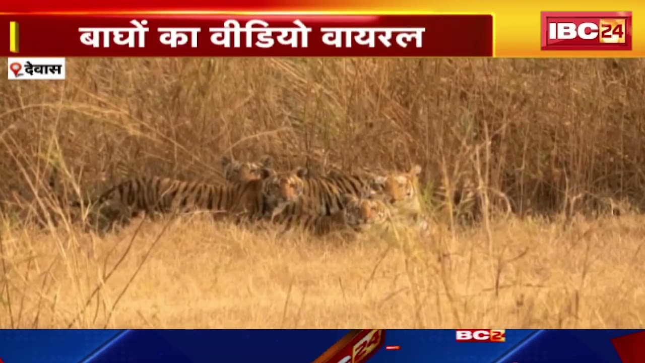 Dewas Tiger Viral Video: शावको के साथ घूमते दिखे बाघ-बाघिन। बाघ का वीडियो हुआ वायरल..